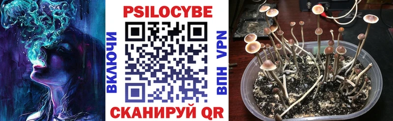 купить  цена  Среднеколымск  Псилоцибиновые грибы Psilocybe 
